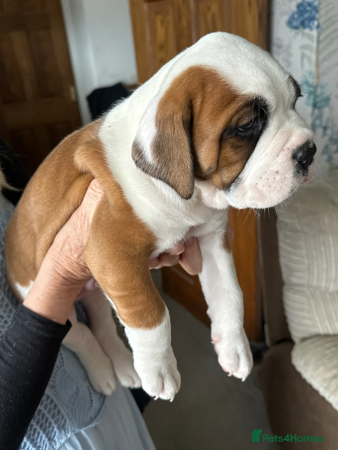 Boxer dogs for sale: Gorgeous boy boxer pup  - Advert 1
