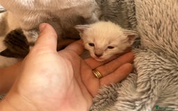 Siamese cats for sale: Siamese X Ragdoll kittens - Image 7