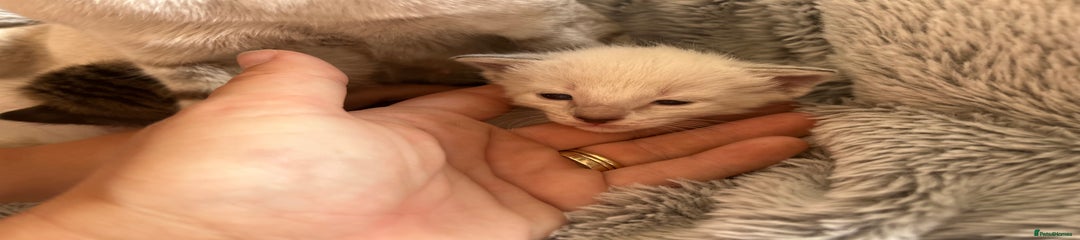 Siamese Kitten 1