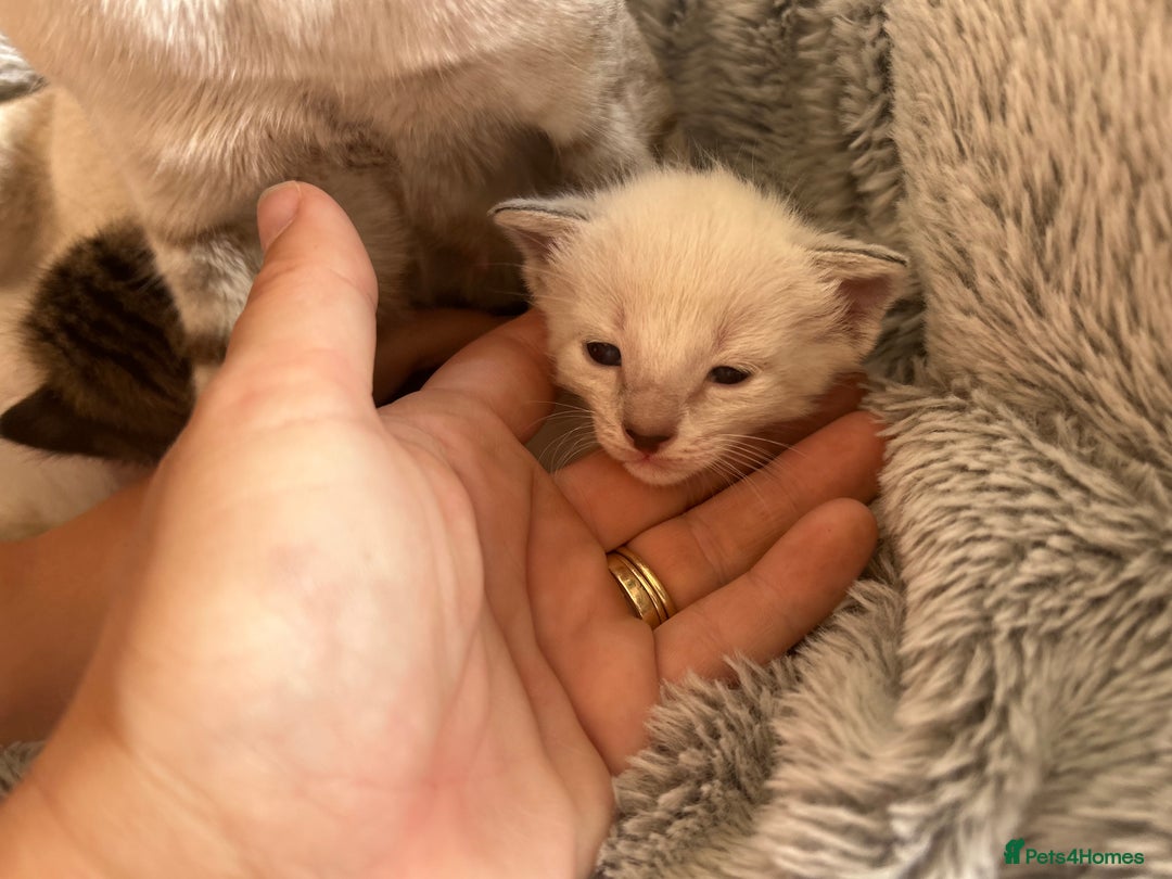 Siamese cats for sale: Siamese X Ragdoll kittens - Image 7