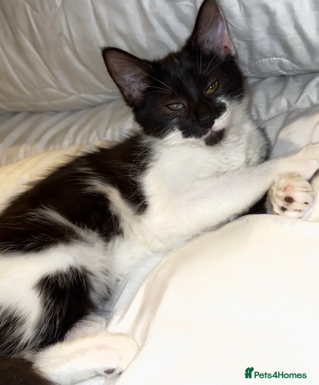 Mixed Breed cats for sale: Kittens  in Sheffield - Advert 1