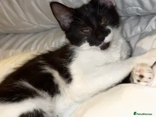 Mixed Breed cats Kittens - Advert 2