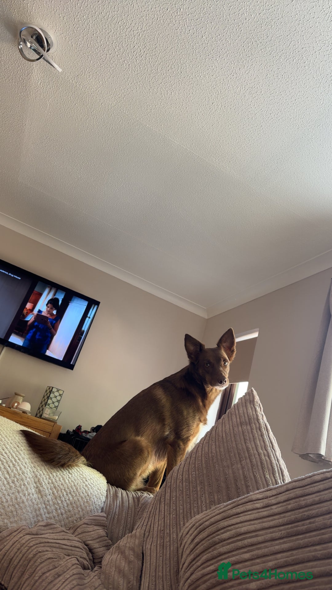 Mixed Breed dogs for sale: Collie X Kelpie  - Advert 6