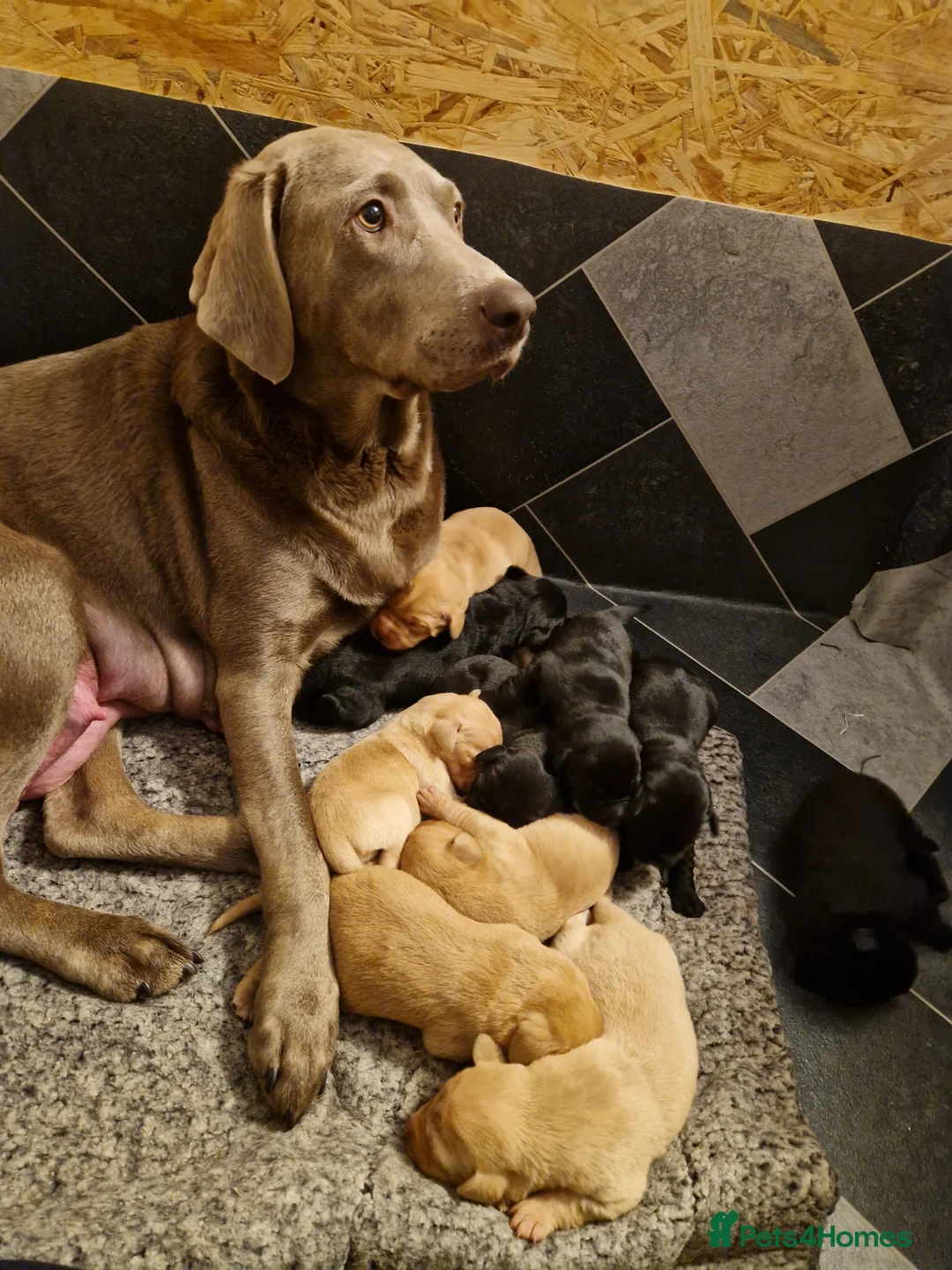Labrador Retriever dogs for sale: Labrador puppies  - Advert 4