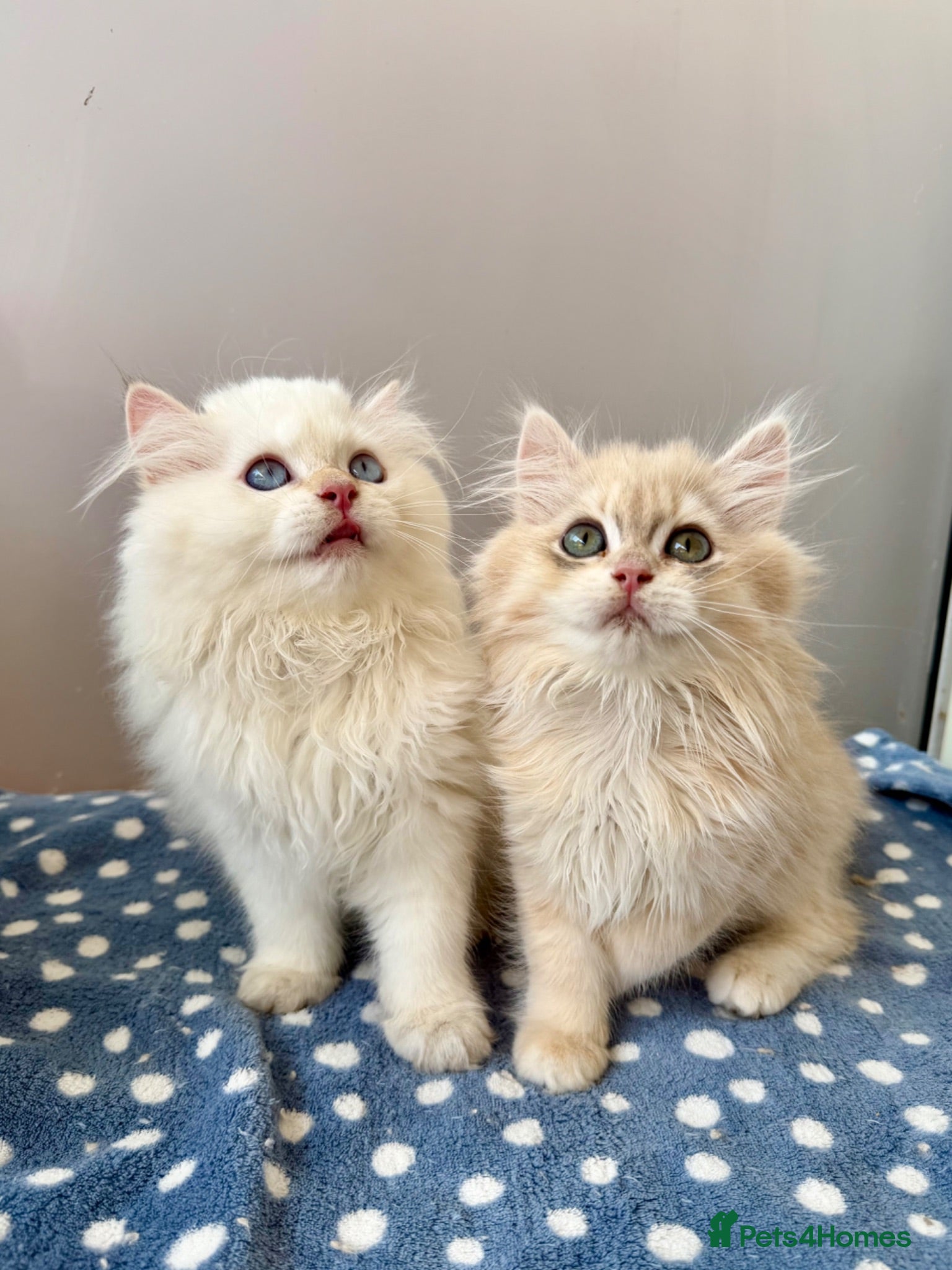 British Longhair cats Champion lines Golden British Longhairs - Advert 1