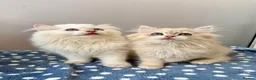 British Longhair cats for sale: Champion lines Golden British Longhairs - Advert 5