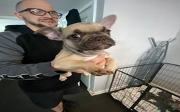 French Bulldog dogs for sale: French bulldog pups  - Image 2