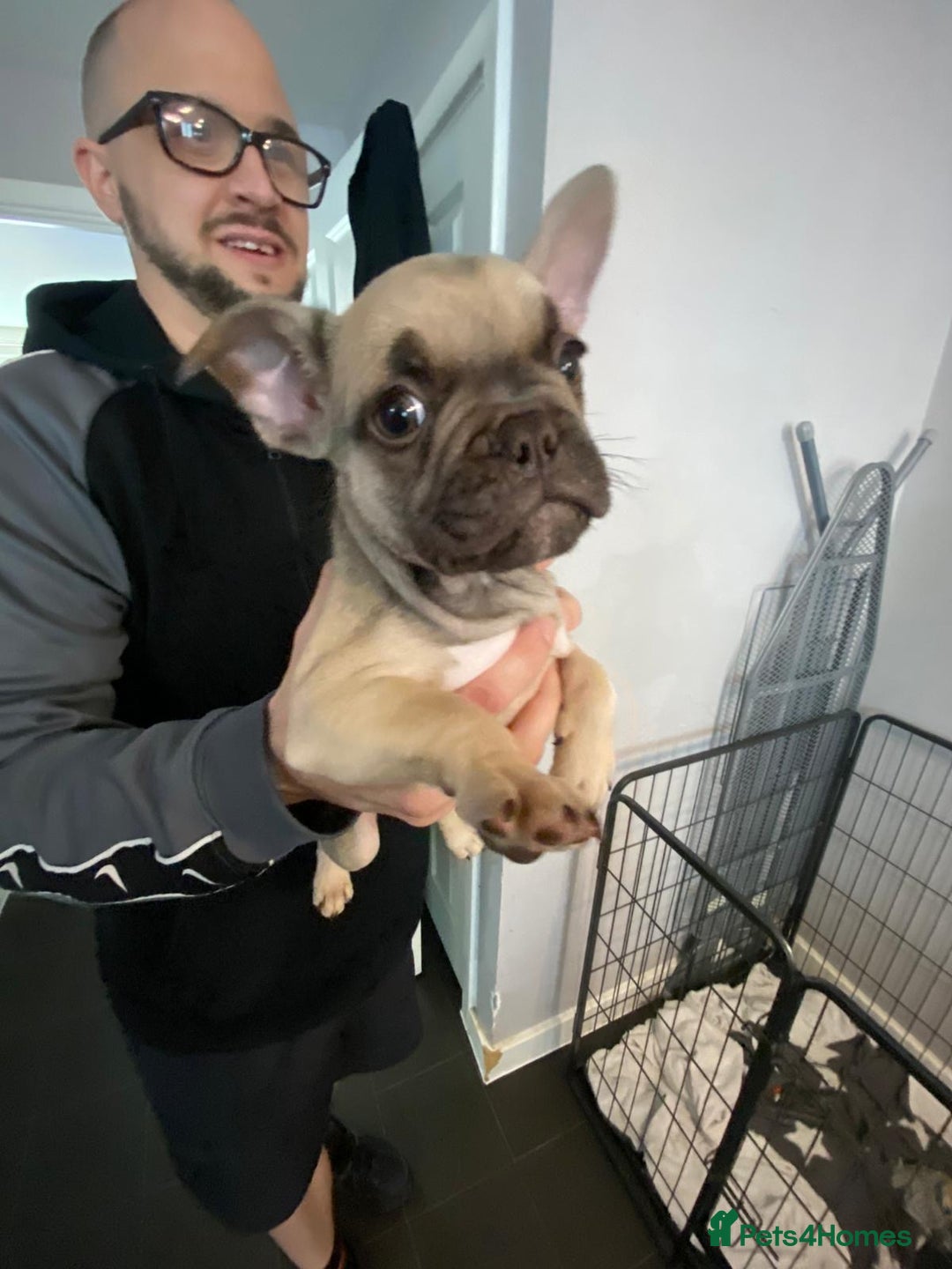 French Bulldog dogs for sale: French bulldog pups  - Image 2