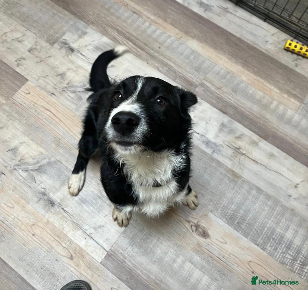 Mixed Breed dogs for sale: Male Border Collie X Labradoodle for Sale - Advert 7