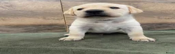 Labrador Retriever dogs for sale: KC Registered Yellow Labrador Puppies - Advert 4