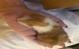 Mixed Breed cats for sale: Stunning ragdoll mix kittens for 5 star homes - Image 10