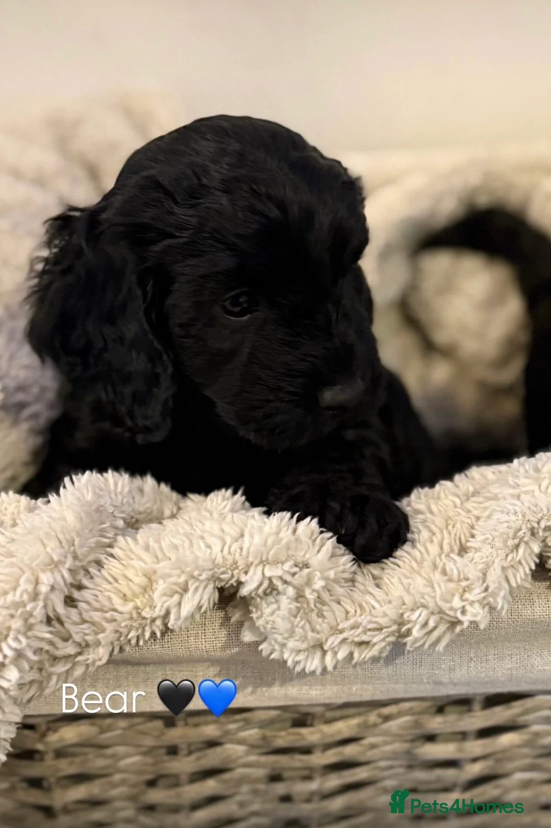 Mixed Breed dogs for sale: Stunning Litter of Sproodles 🤎🖤 - Advert 15