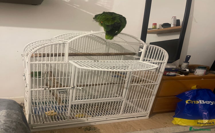 Parrots birds - Advert 1
