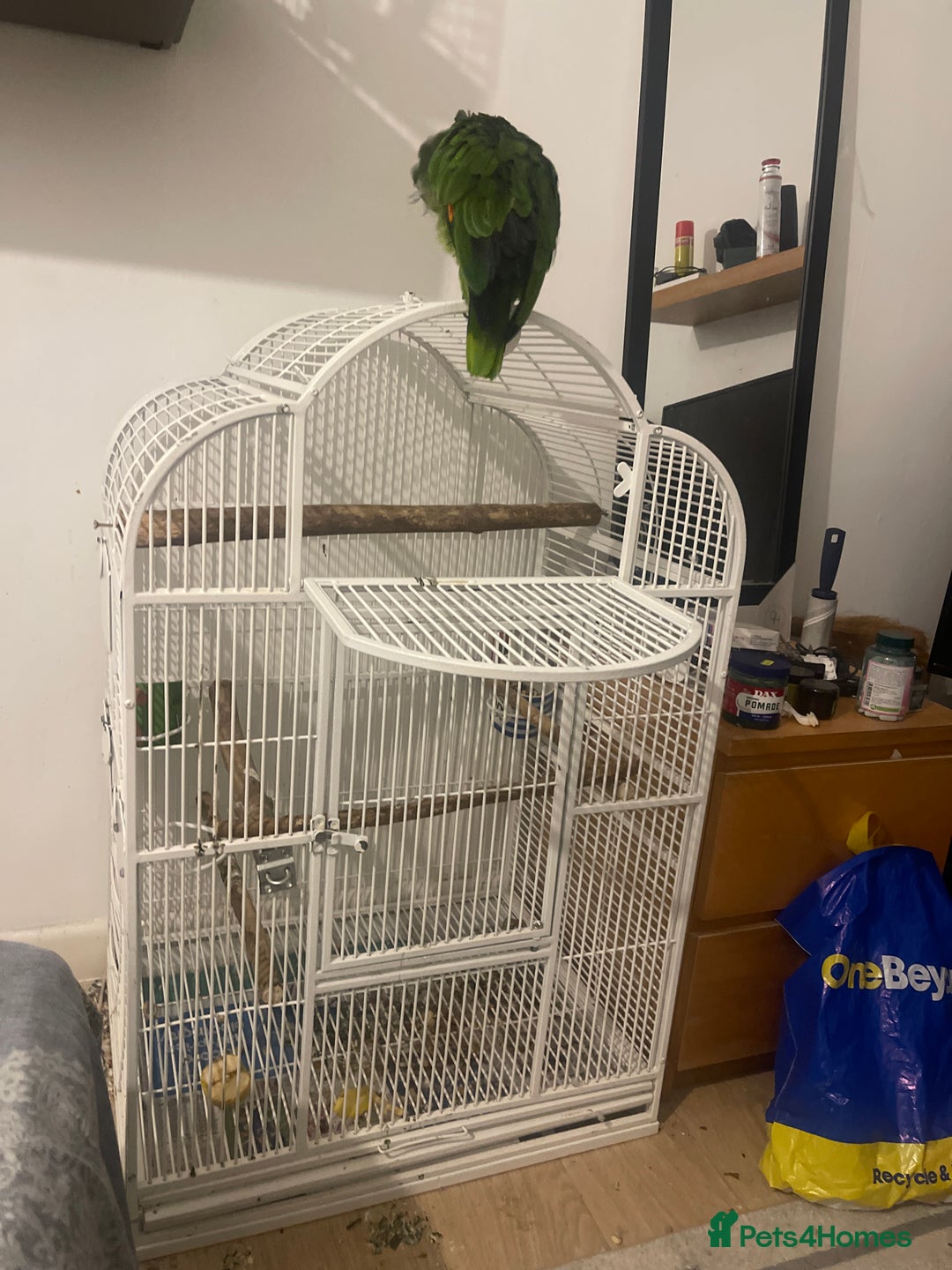 Parrots birds for sale: Amazon bird  - Image 1