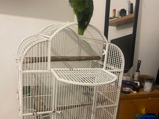 Parrots birds - Advert 22