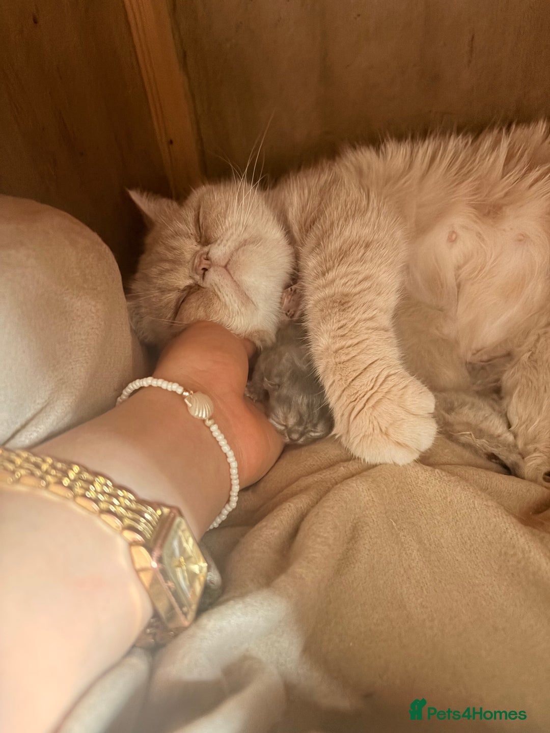 Persian cats for sale: Persian Kittens  - Image 6