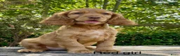 Cocker Spaniel dogs for sale: The best of both worlds Cocker Spaniel Puppies in Melton Mowbray - Advert 4