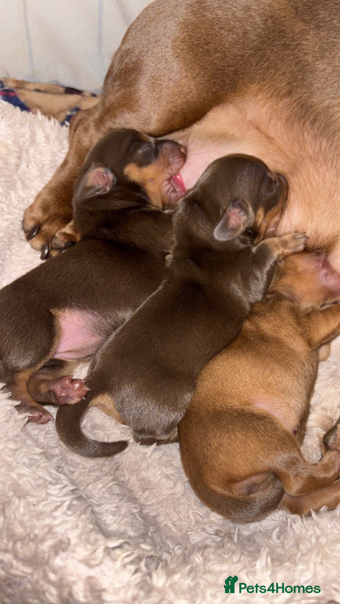 Miniature Dachshund dogs Miniature dachshund puppies - Advert 3