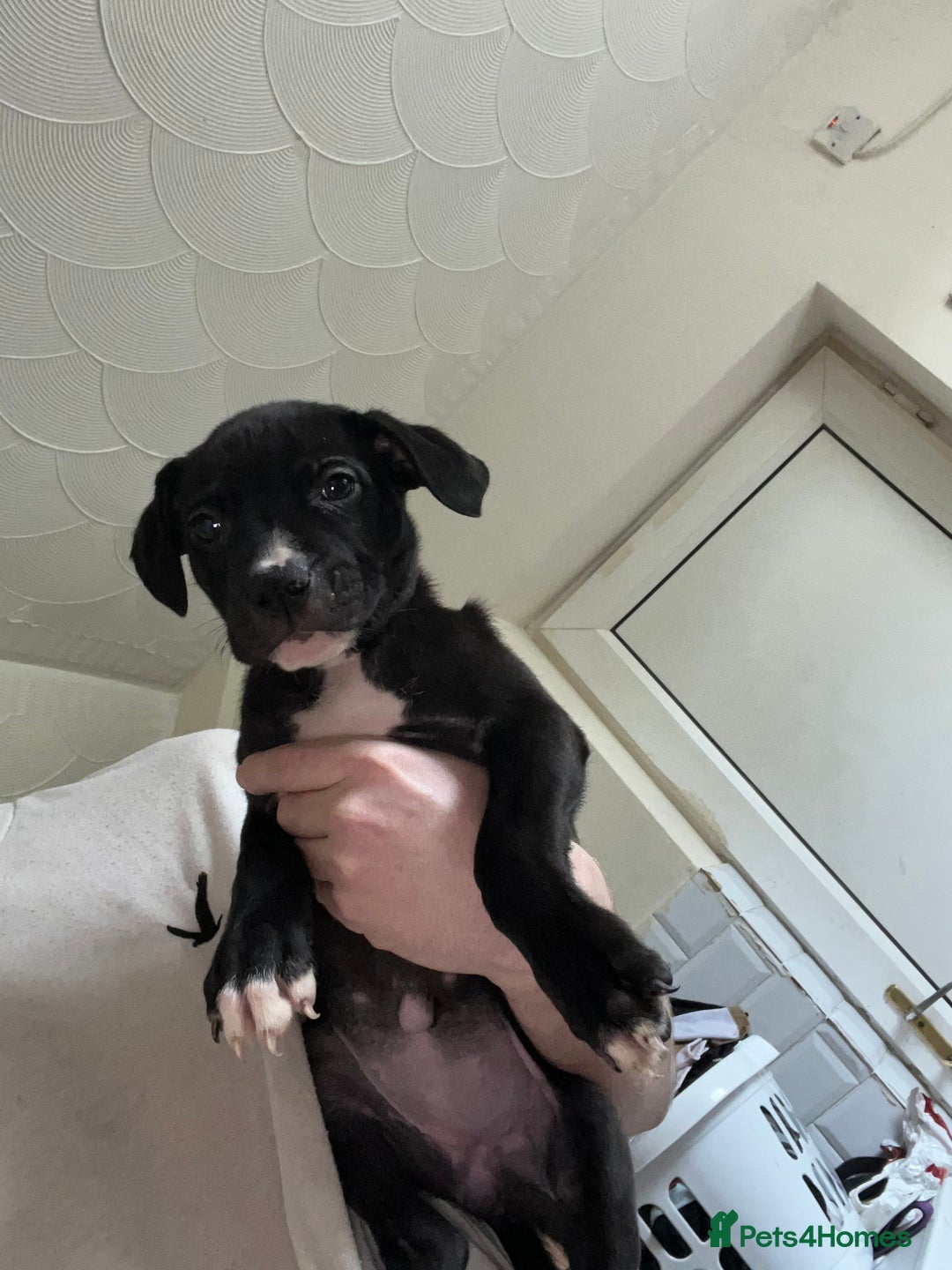 American Bull Staffy dogs for sale: 2 Female American bull x staff puppies left - Image 17
