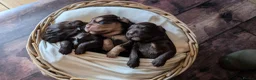 Cocker Spaniel dogs for sale: KC Reg Working Cocker Spaniels  - Advert 25