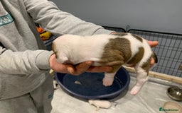 Staffordshire Bull Terrier dogs for sale: Staffordshire Bull terrier Puppies  - Image 14