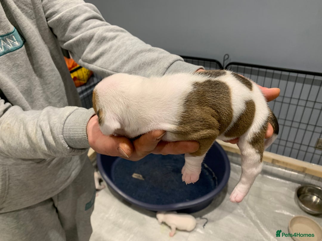 Staffordshire Bull Terrier dogs for sale: Staffordshire Bull terrier Puppies  - Image 14