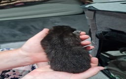 Maine Coon cats for sale: 3/4 main coon  - Image 10