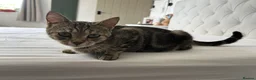 Mixed Breed cats for sale: Mixed breed kittens  - Advert 10
