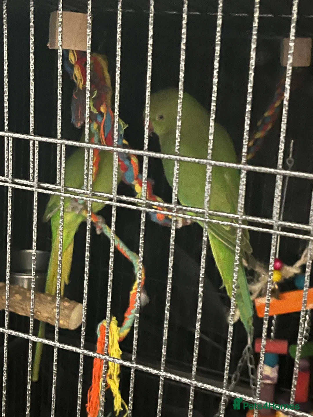 Ringnecks birds for sale: Indian ring neck  - Advert 2