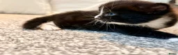 Turkish Angora cats for sale: 🐾 Exceptional Turkish Angora x Kittens in Belper - Advert 3