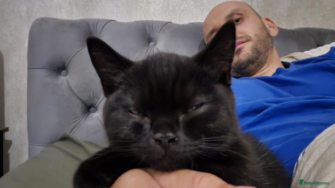 British Shorthair cats for sale: Stunning Unique Pedigree Black British Shorthair  - Advert 3