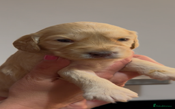 Cockapoo dogs for sale: Beautiful litter of parti and solid Cockapoos - Image 9