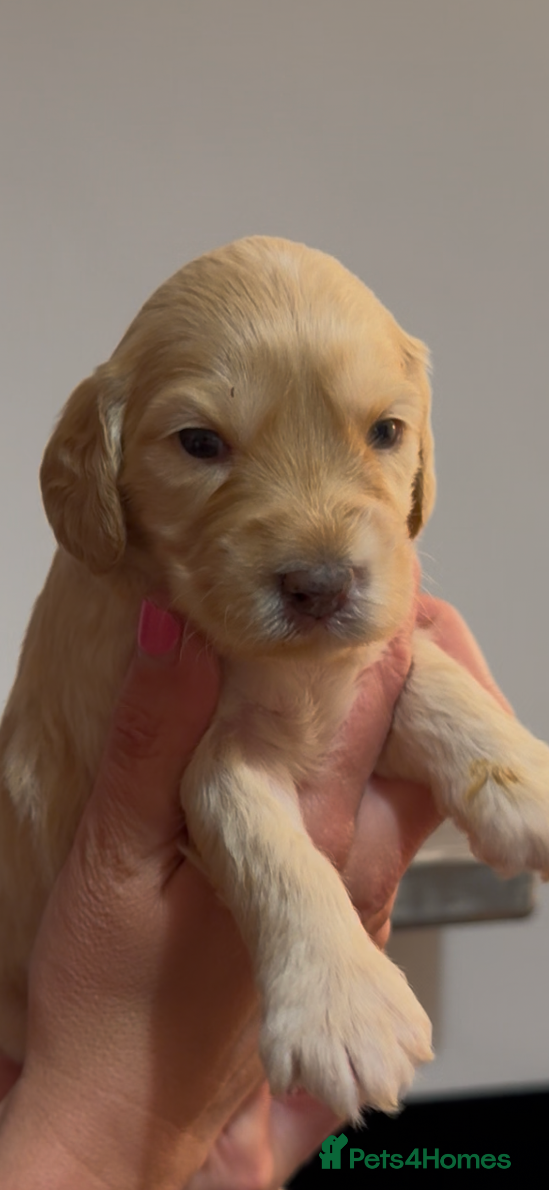 Cockapoo dogs for sale: Beautiful litter of parti and solid Cockapoos - Image 9