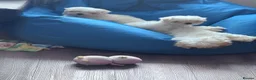 Maltese dogs for sale: ✨Korean Maltese Puppies ✨ - Advert 3