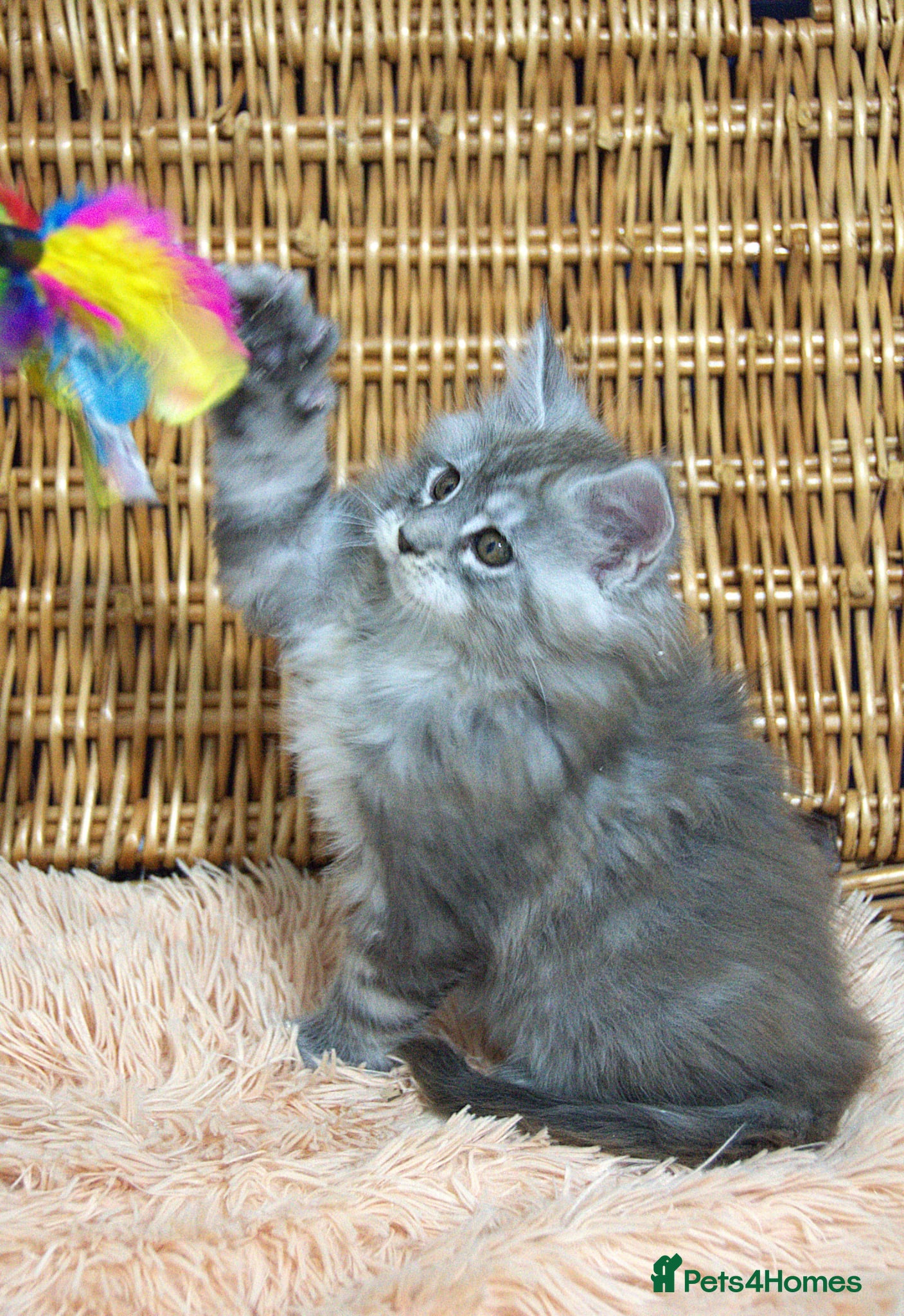 Maine Coon cats Affectionate pedigree boys  - Advert 8