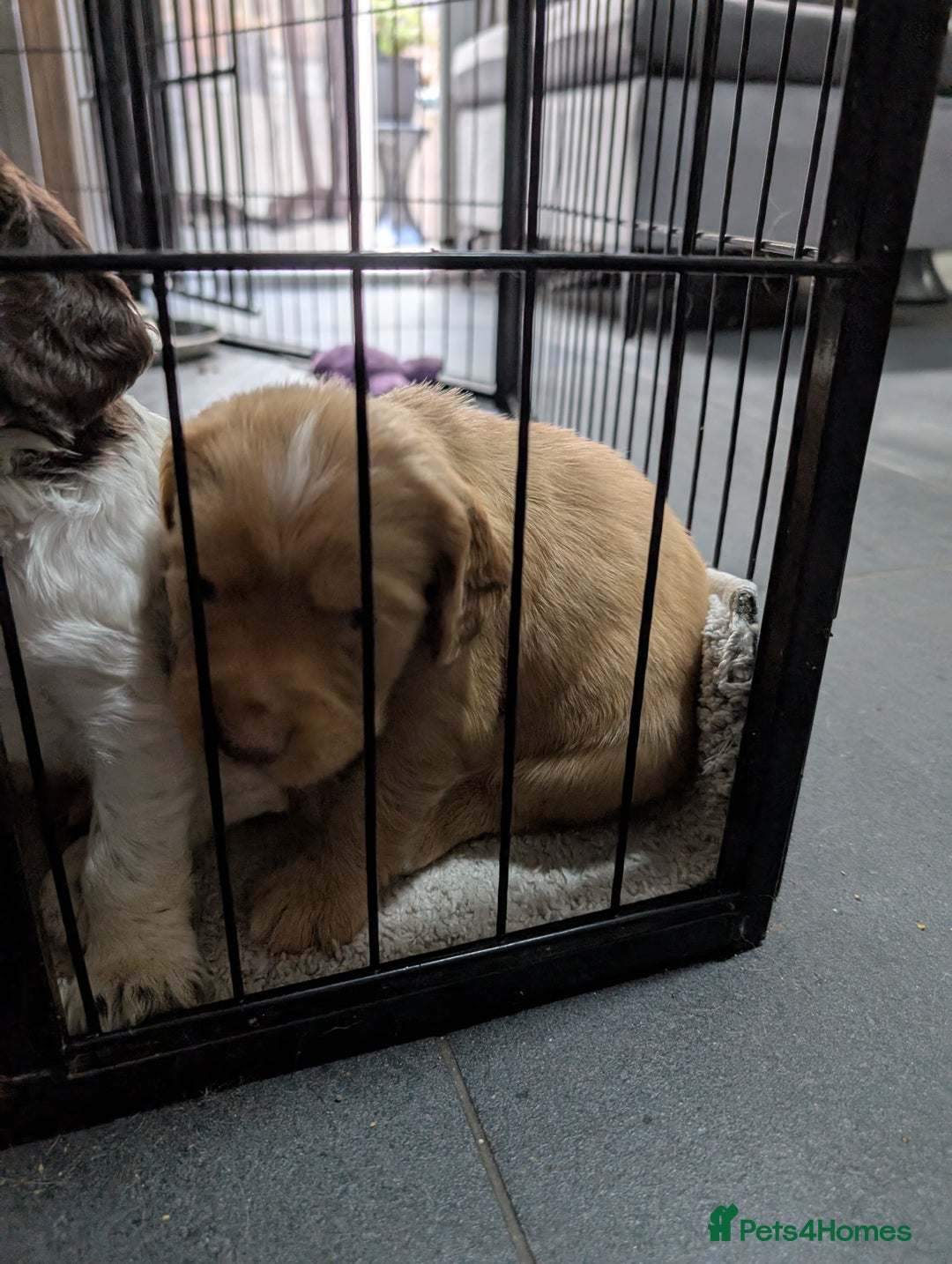 Cocker Spaniel dogs for sale: Beautiful Cocker Spaniel Puppies  - Image 4