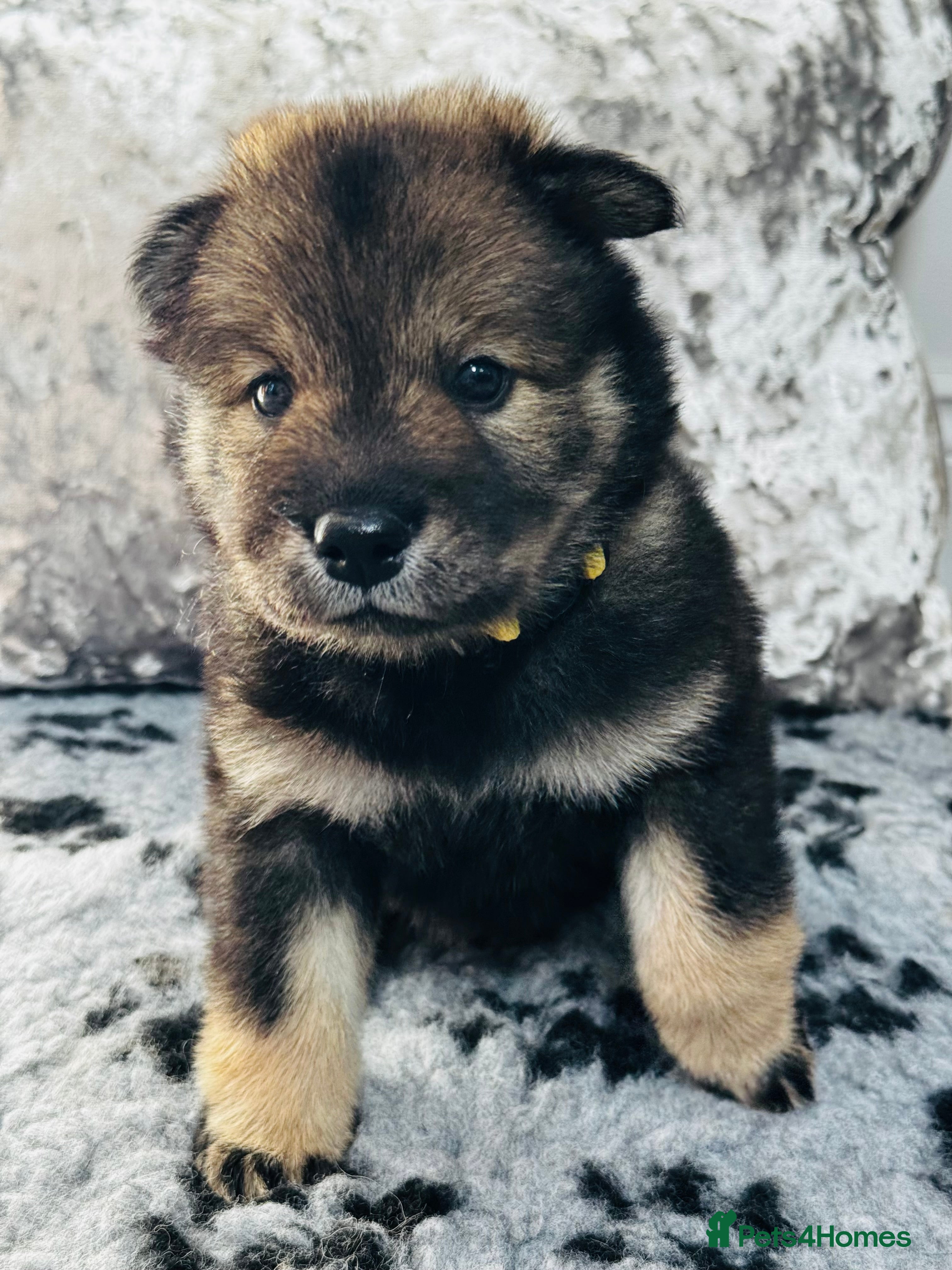 Eurasier dogs Eurasier Puppies  - Advert 2
