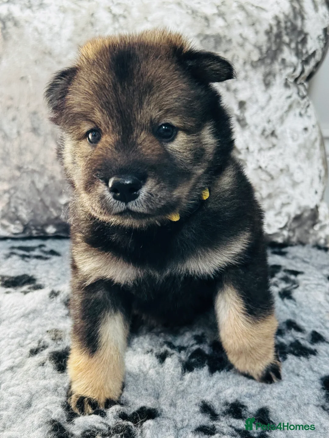 Eurasier dogs for sale: Eurasier Puppies - Kennel Club Registered  - Advert 2
