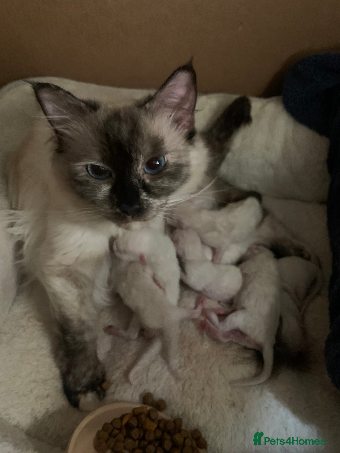 Ragdoll cats for sale: 5 Lovely, Pure Ragdoll Kittens - Image 19