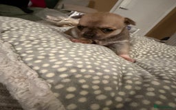 Chihuahua dogs for sale: Brother and sister Chihuahua - Advert 5