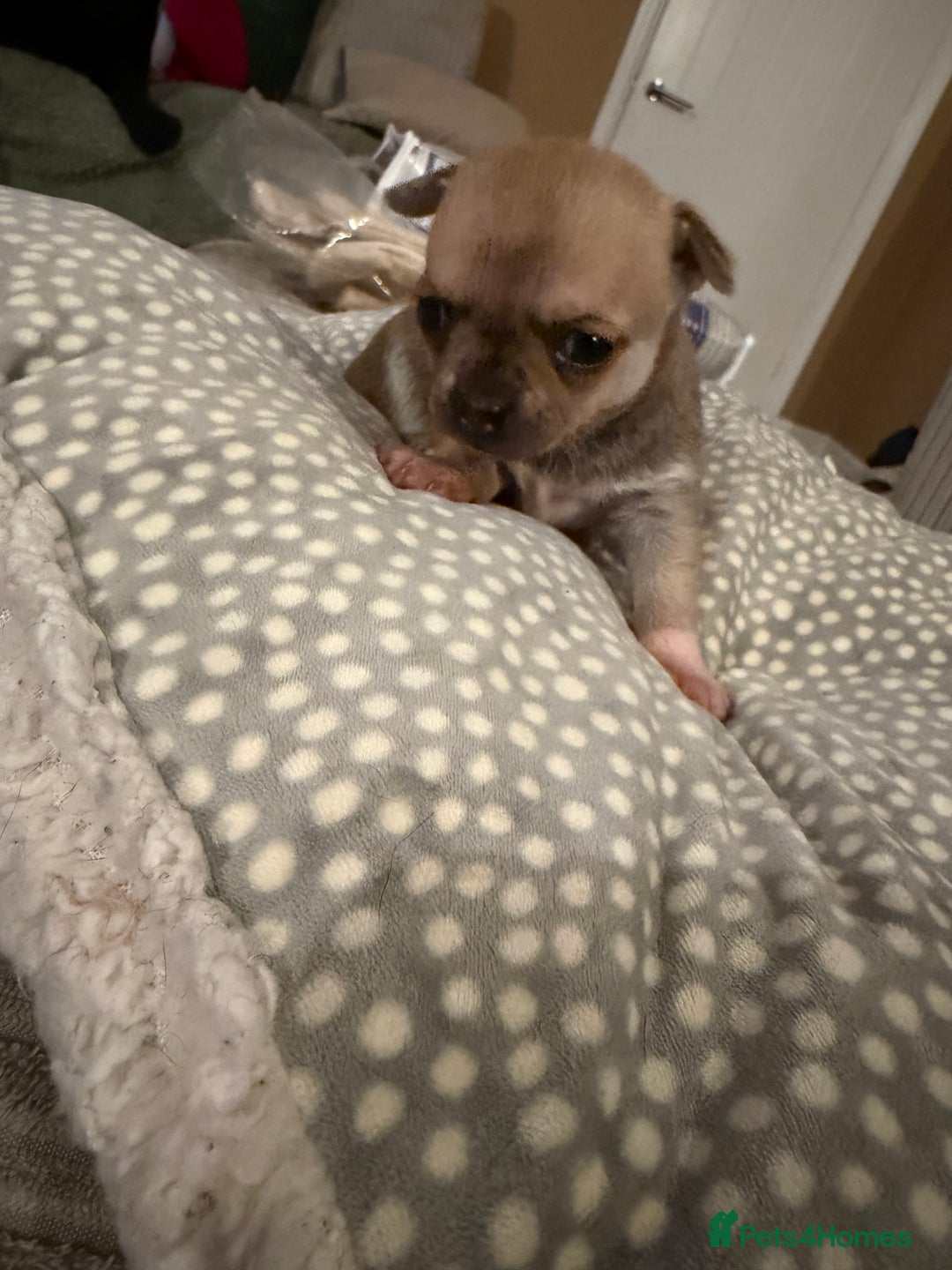 Chihuahua dogs for sale: Brother and sister Chihuahua - Advert 5