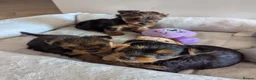 Yorkshire Terrier dogs for sale: Yorkshire Terrier puppies  in Chepstow - Advert 4