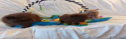 Pomeranian dogs for sale:  Toy-Type Mico Teddy Bear Face Pomeranian Puppy's - Advert 6