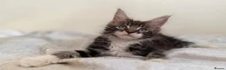 Maine Coon cats for sale: Ready for home pure bred maine coon kittens - Advert 17