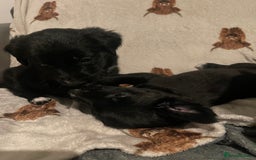Mixed Breed dogs for sale: 🌟 Collie x Golden Retriever Puppies 🌟 - Image 14
