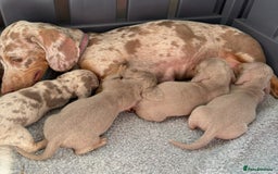 Miniature Dachshund dogs for sale: Beautiful teeny tiny Isabella mini dachshunds  - Image 10