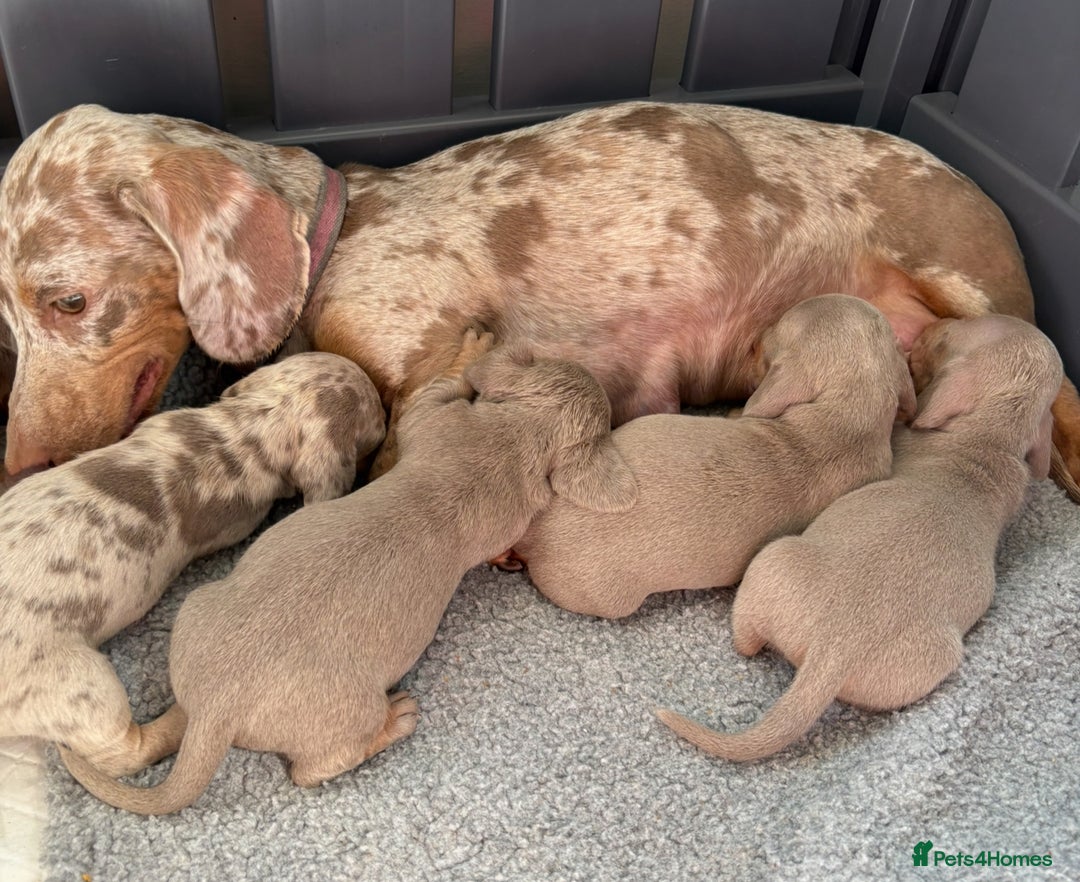Miniature Dachshund dogs for sale: Beautiful teeny tiny Isabella mini dachshunds  - Image 10