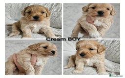 Mini Goldendoodle dogs for sale: Toy Golden Doodles ~ Mini, Loving & Hypoallergenic - Image 9