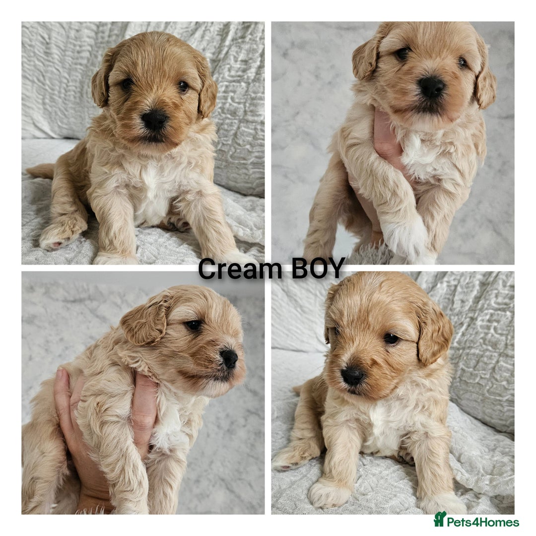 Mini Goldendoodle dogs for sale: Toy Golden Doodles ~ Mini, Loving & Hypoallergenic - Image 9