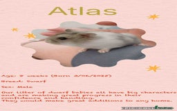 Hamster rodents for sale: Hamsters for adoption  - Image 16